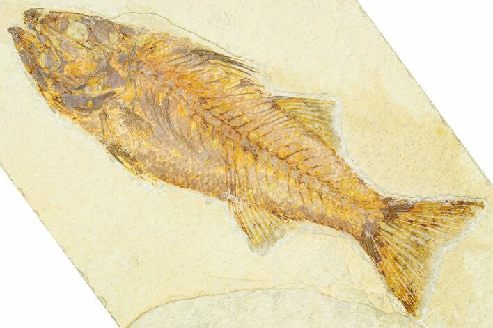Uncommon Fish Fossil (Mioplosus) - Wyoming #379468